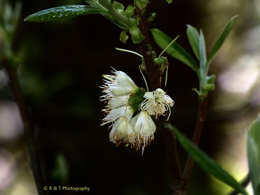 {Symplocos tinctoria}